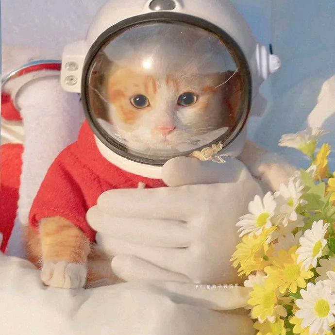 快乐老猫
