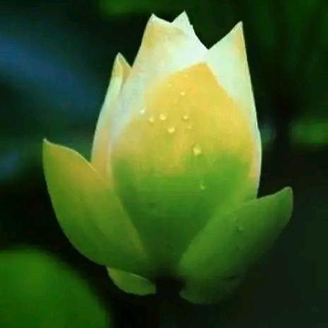 香格里拉美容院（淄博）