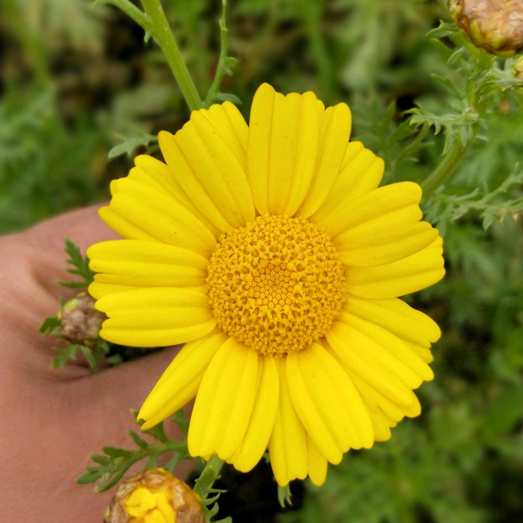 桃花朵朵开