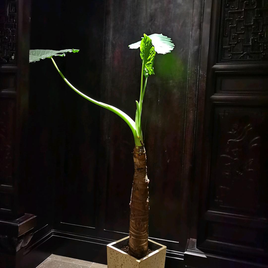 好运追梦人