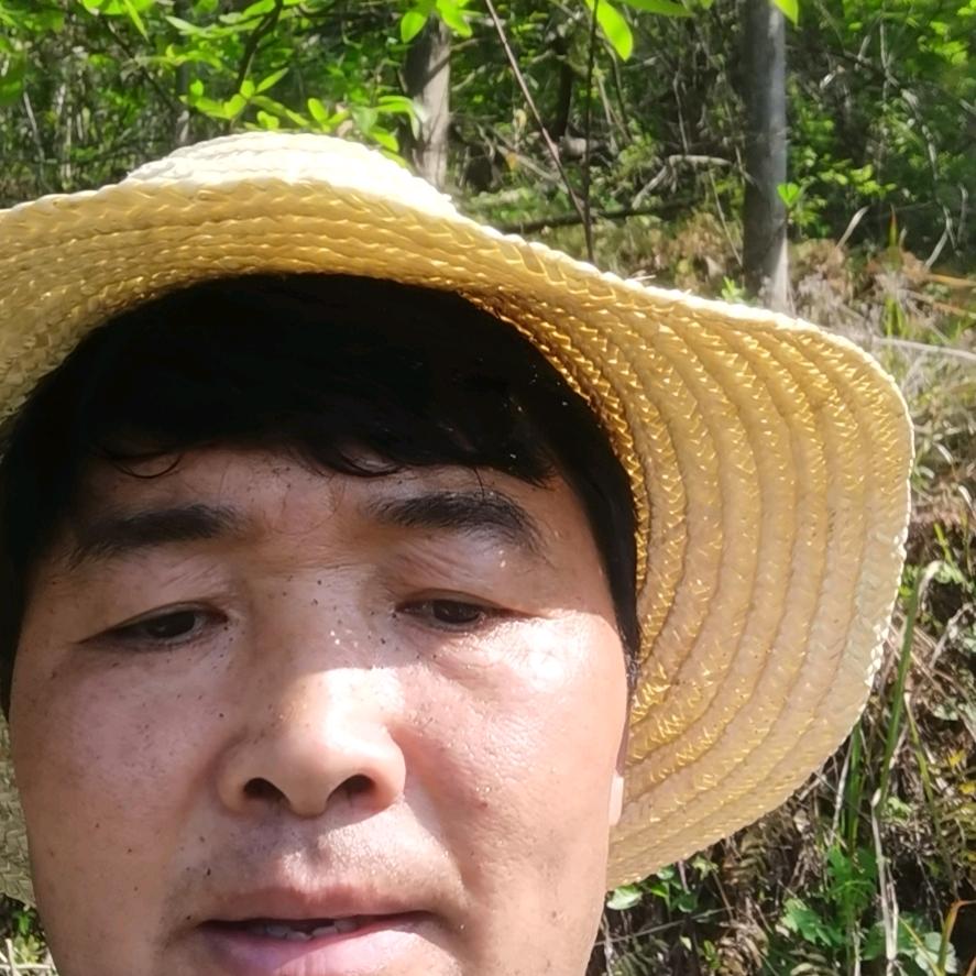 魏哥，魔芋种植。