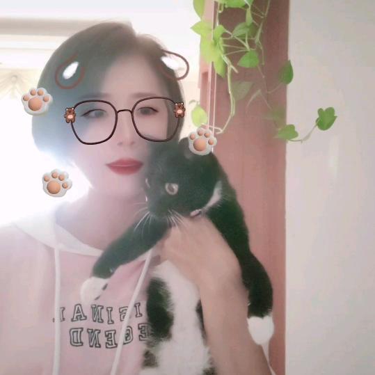功夫猫