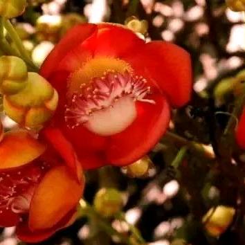 黄芳