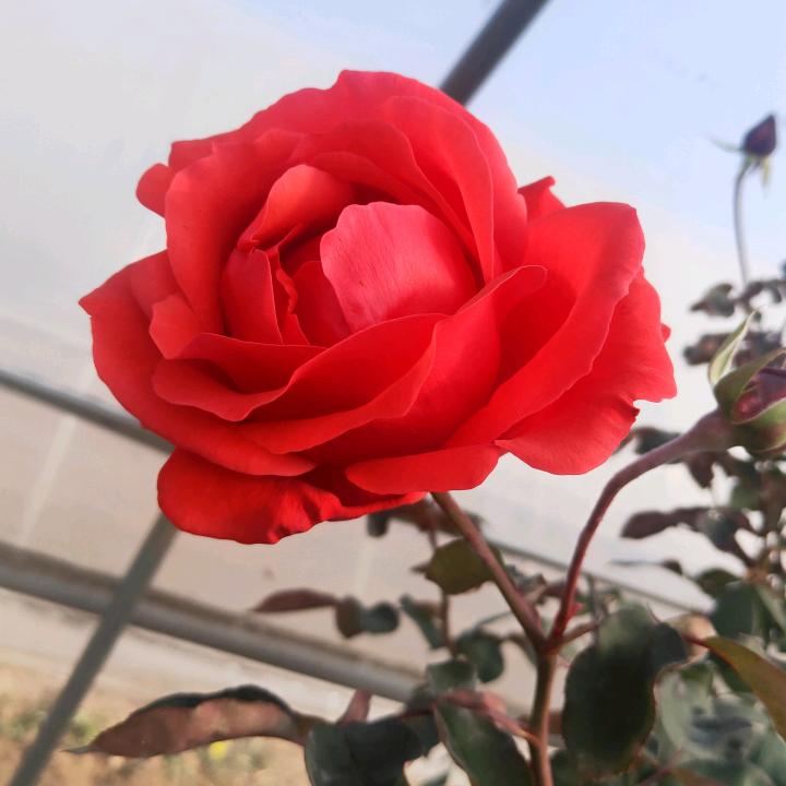 贝手起家