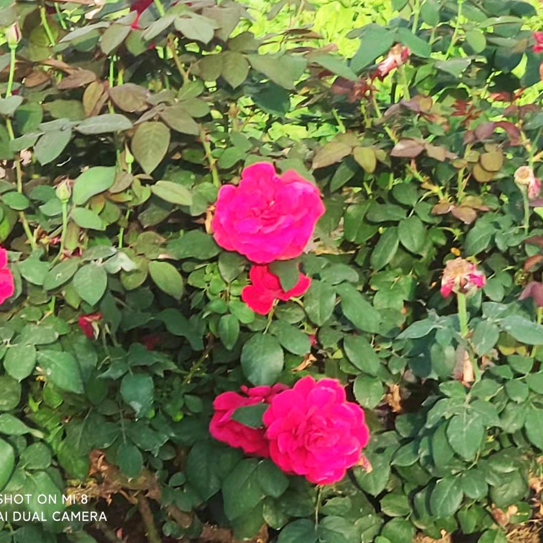 天天好心情🍀🍀