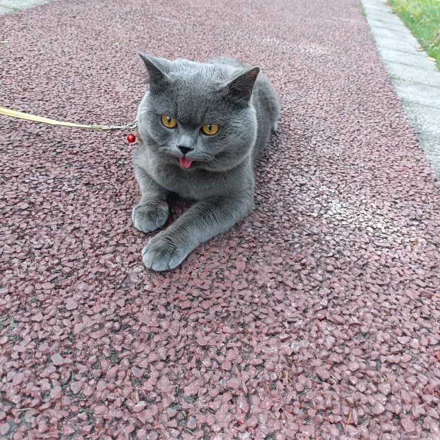 开心果建别墅