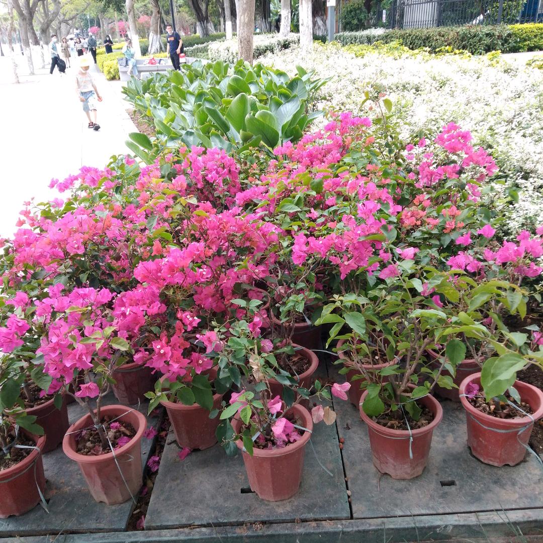 新的一年芳姐