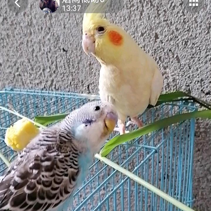 武汉市新洲区比克利汉堡店