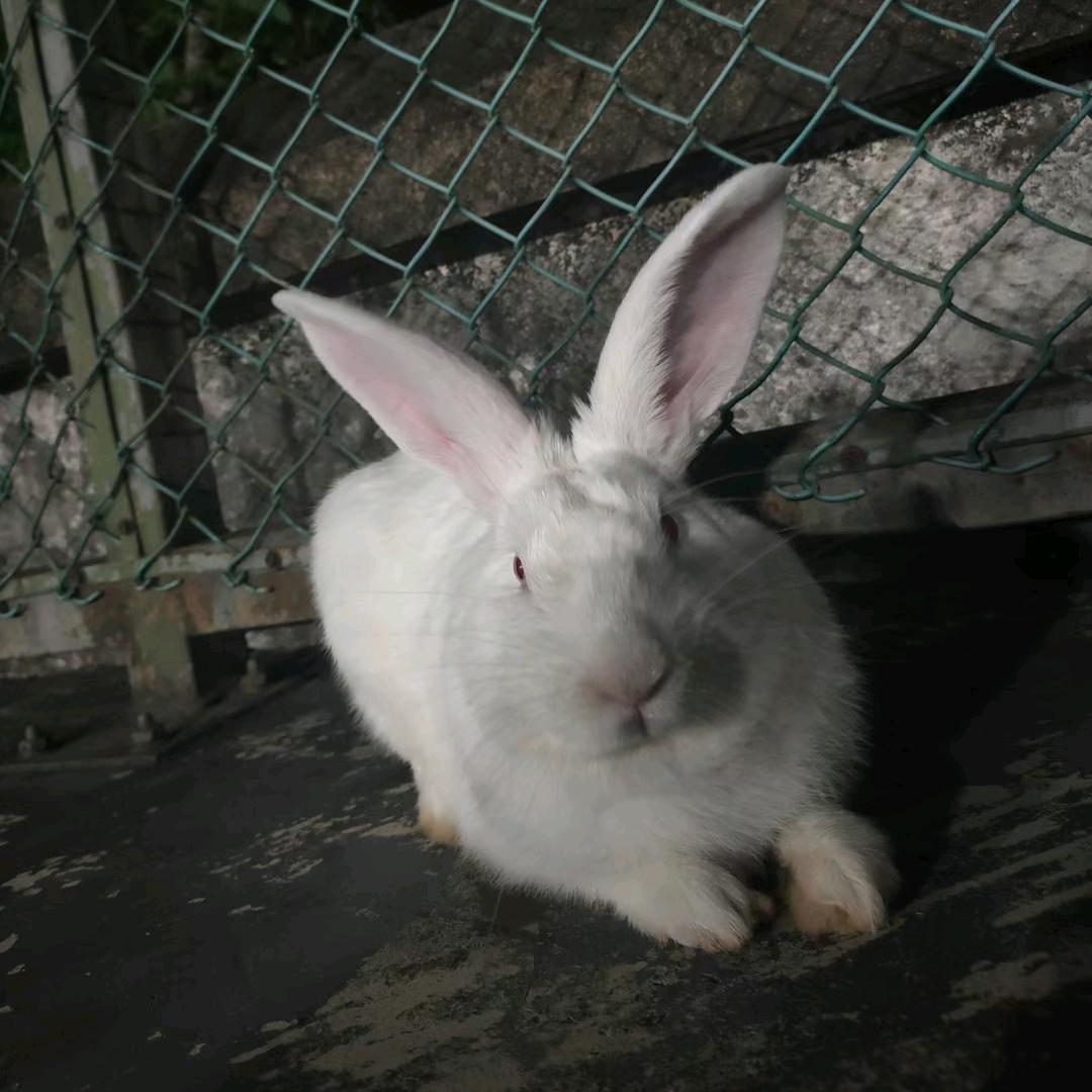 奶油🐰