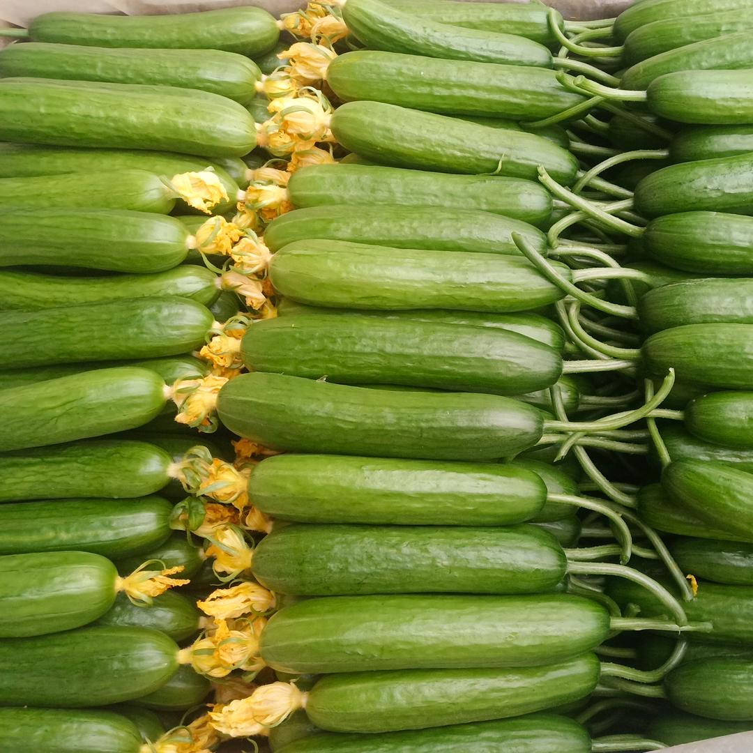 种黄瓜的小媳妇💞💞