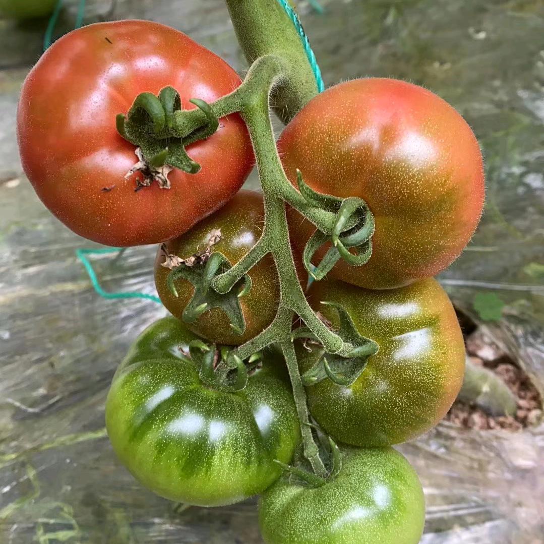 正天蔬菜种苗