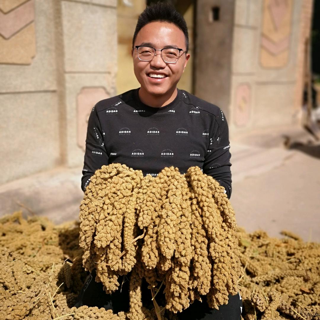 山西铁柱小米