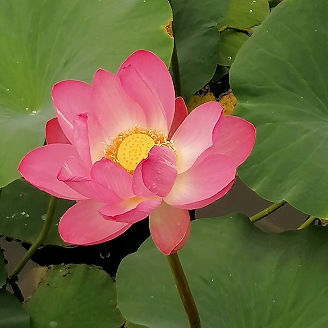 守望者
