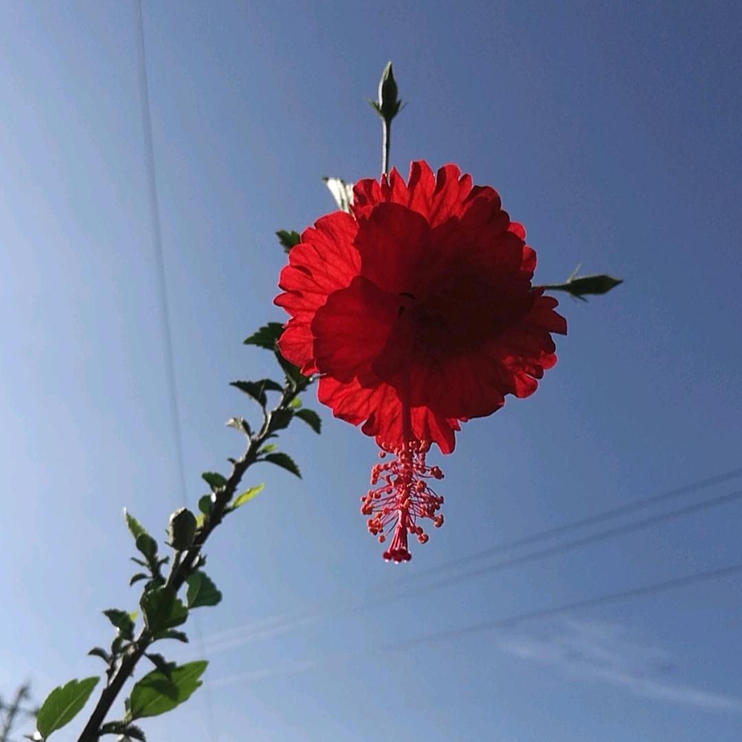小华