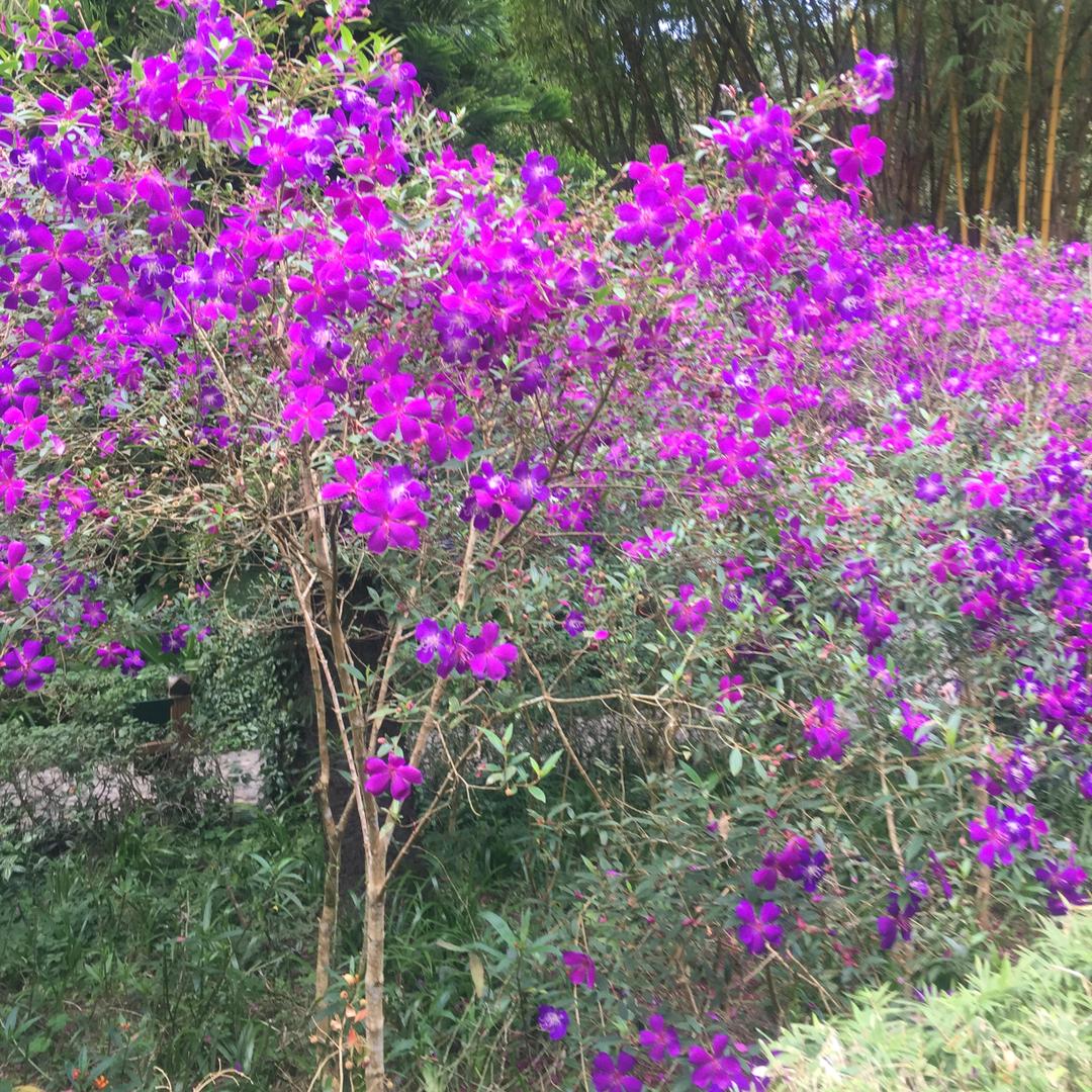 欧珠