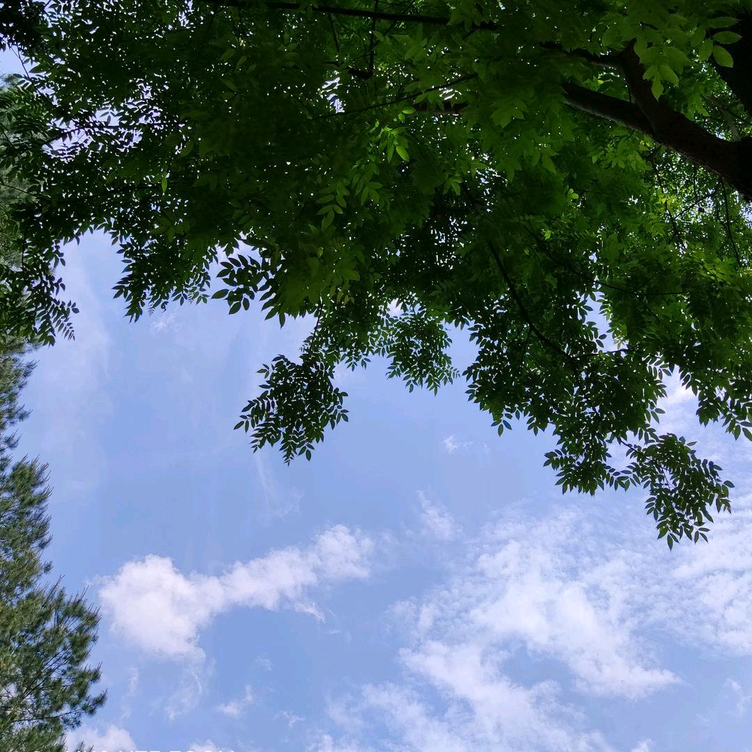 🌸鑫儿🌸