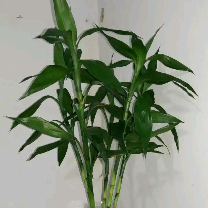 风翔宇宙