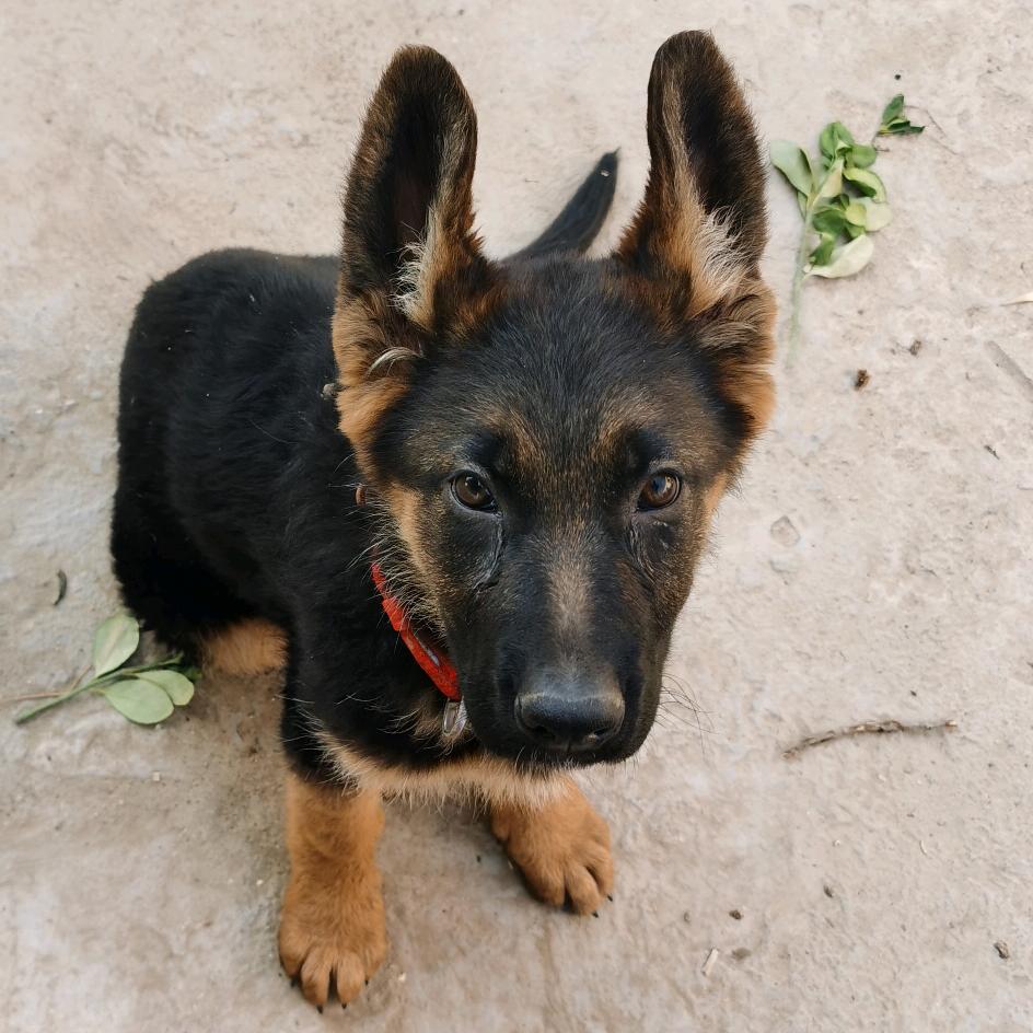 绿赛犬舍
