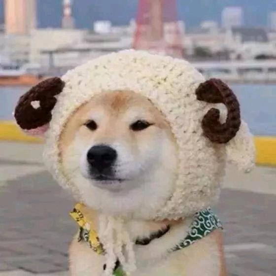 ξ( ✿＞◡❛)