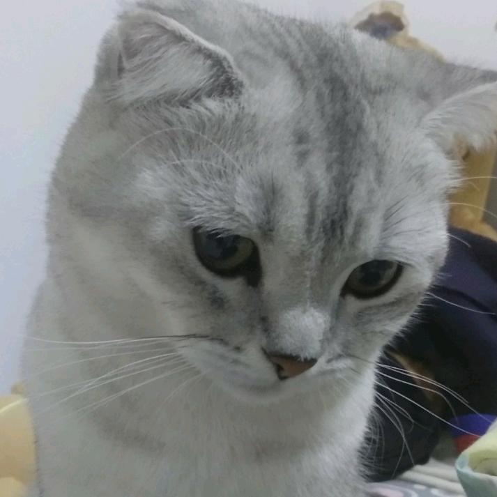 激情的小白 盖盖