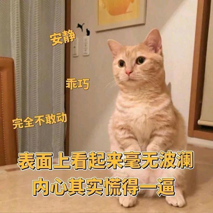 爱买包包的崽崽