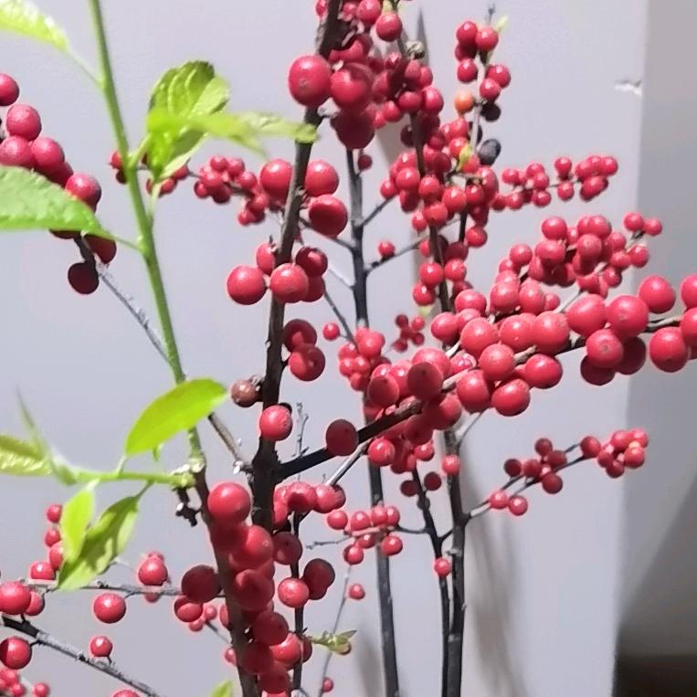 半分熟