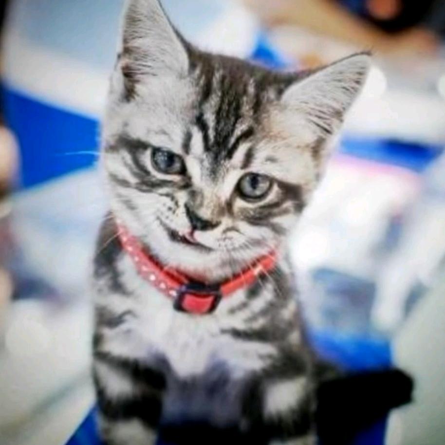 人菜还爱玩（求带）