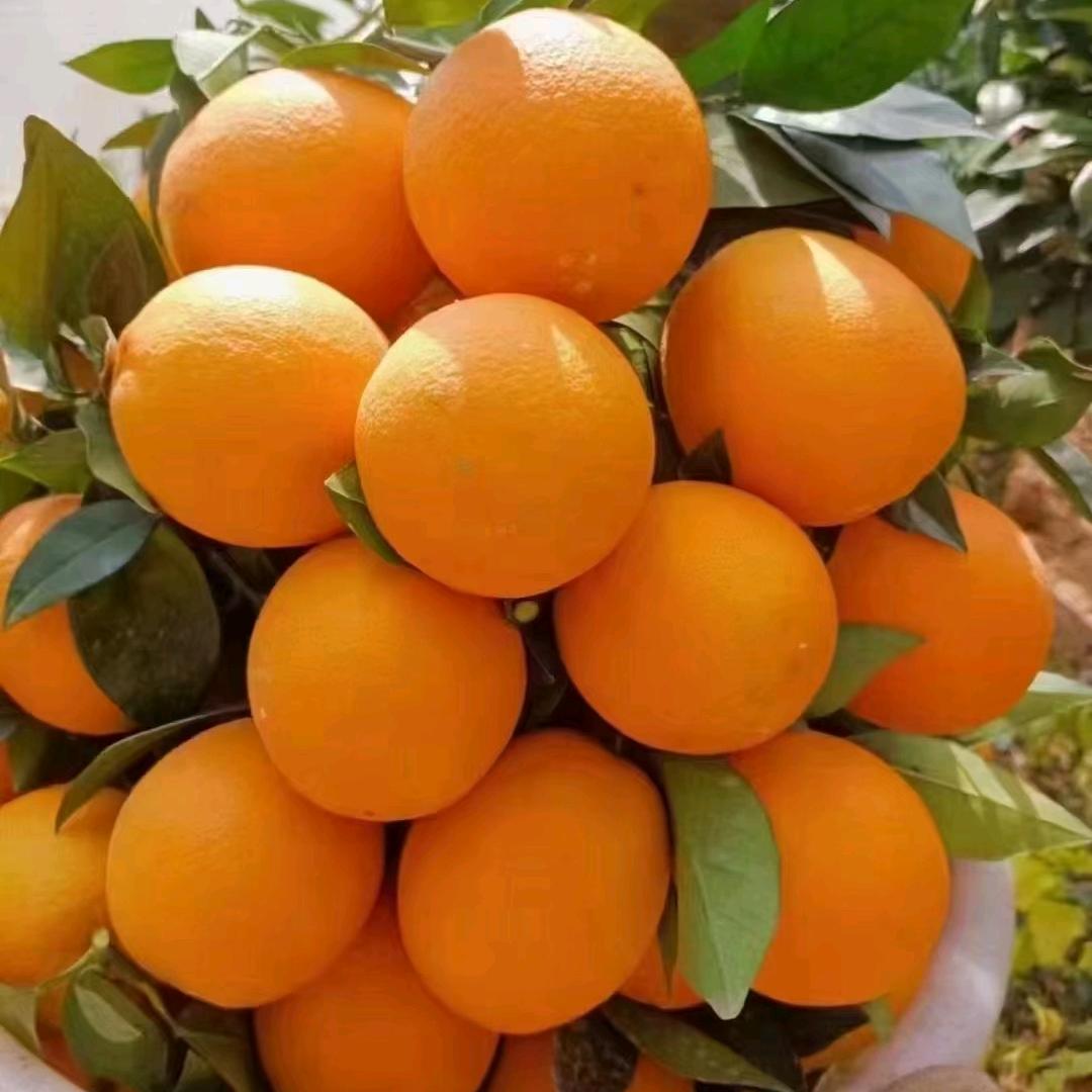 果风铃
