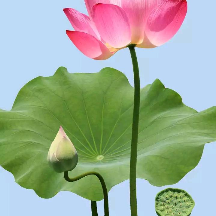 忘不了你的好。🐲