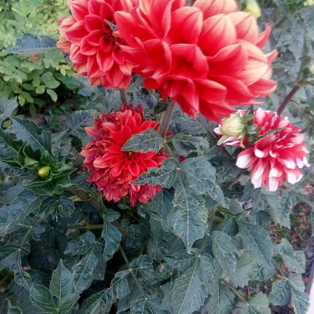 纯英