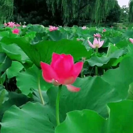 红玫瑰
