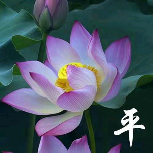 心花奶奶🌸
