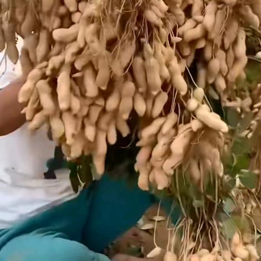 快乐小蚂蚁