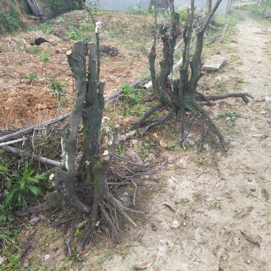 山货小哥