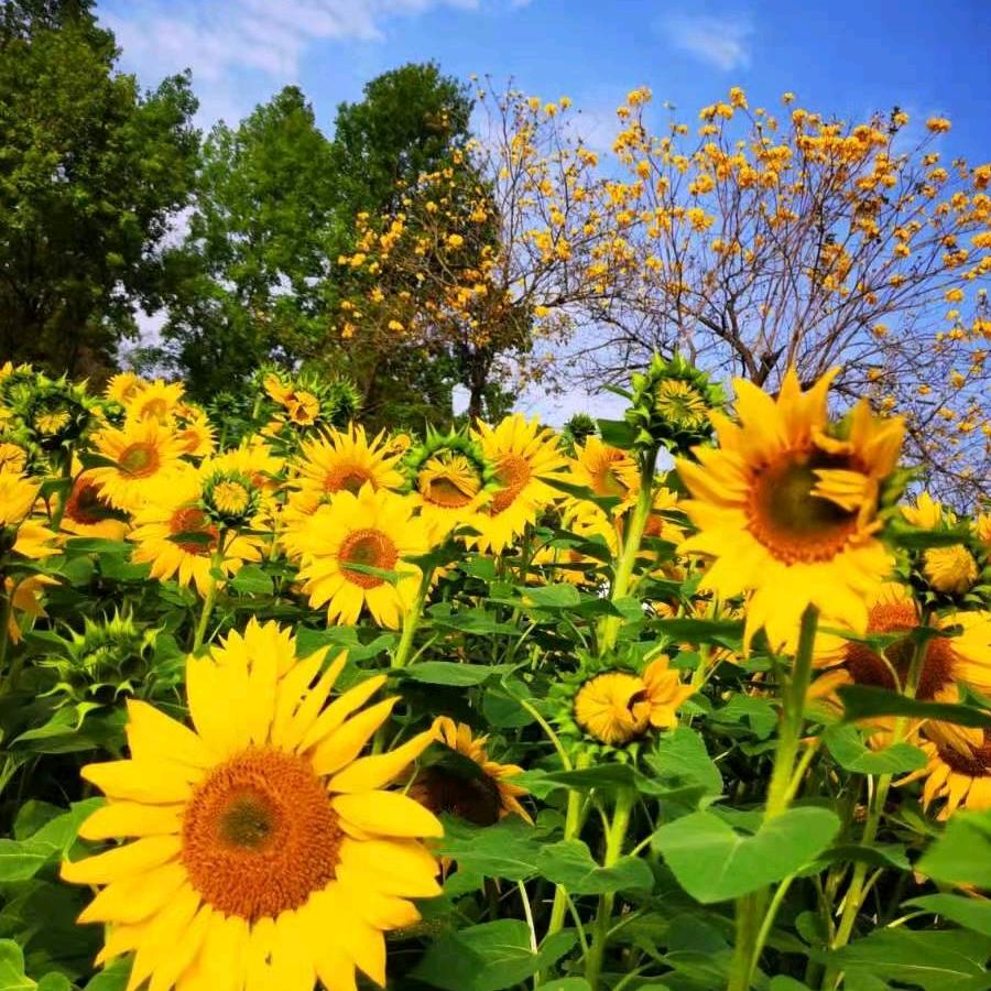 ＆双子座🌻