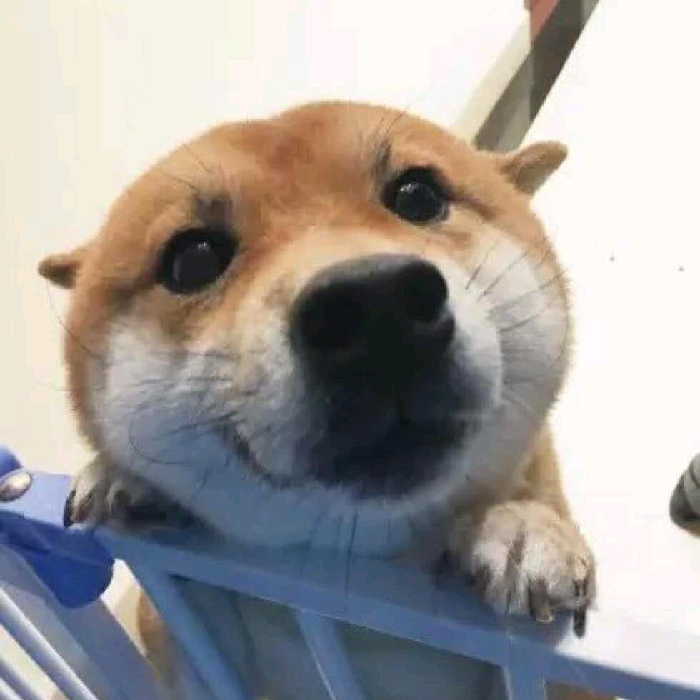 消失的玛雅