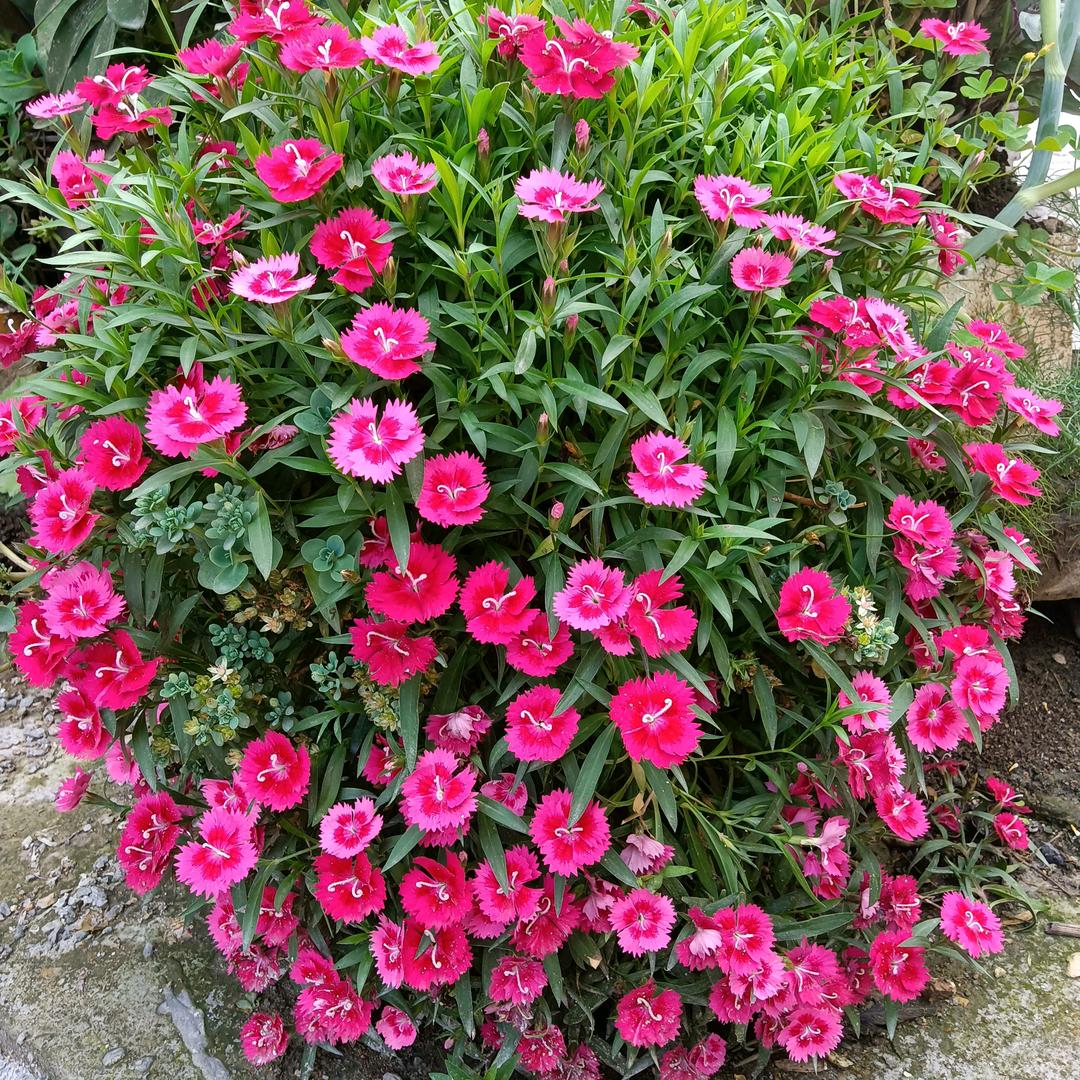 你的🍃沫沫💚