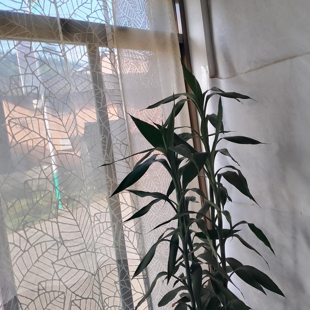 我想要一个美好的明天