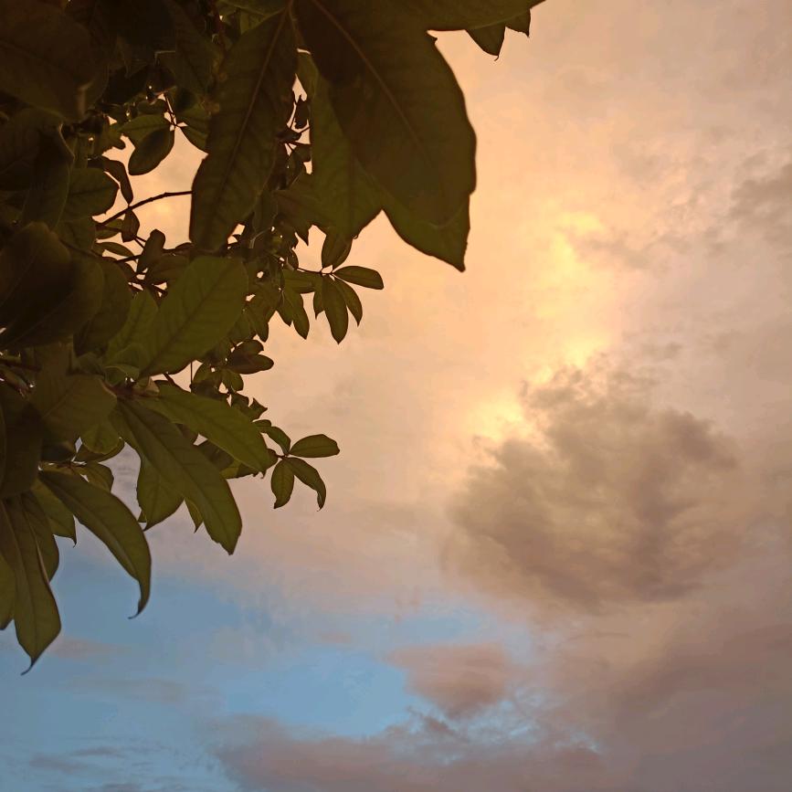 🍁🍁🌻九离🍁🍁💐