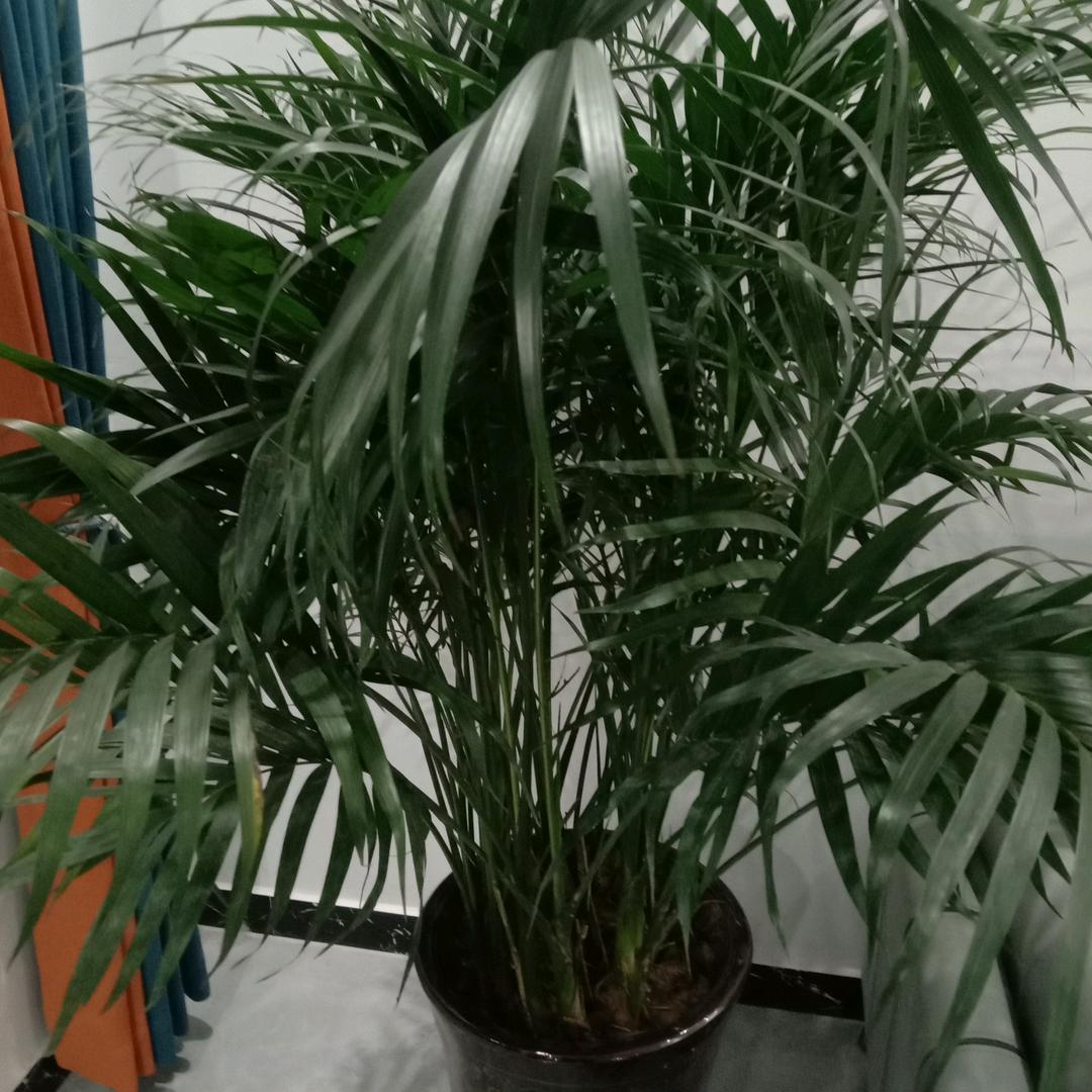 笑看人生，超越自我