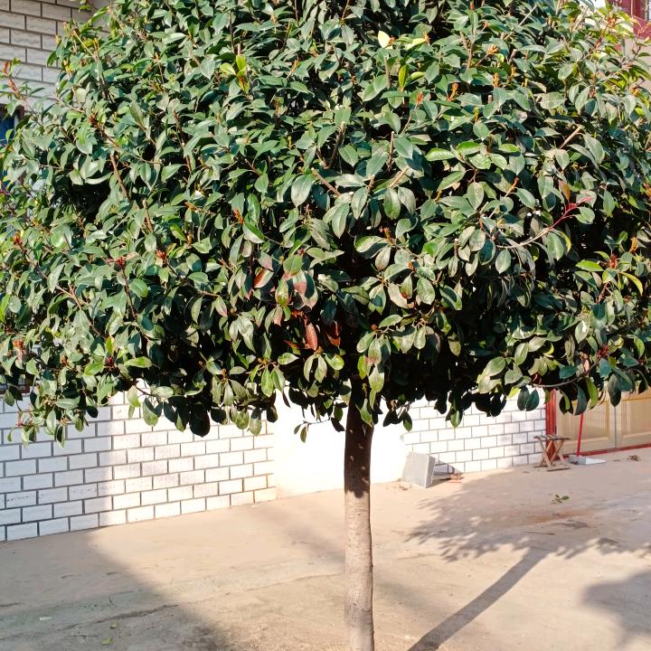 河南王红斌，契而不舍