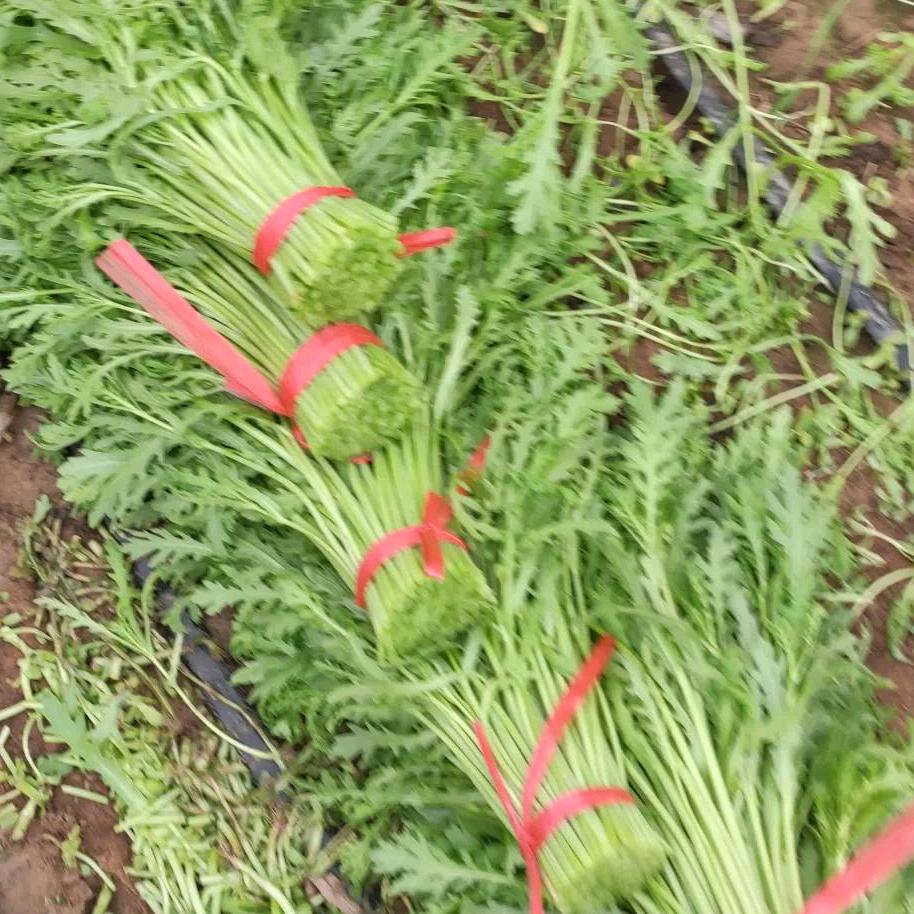 茼蒿基地