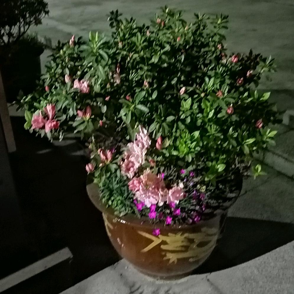 老毛