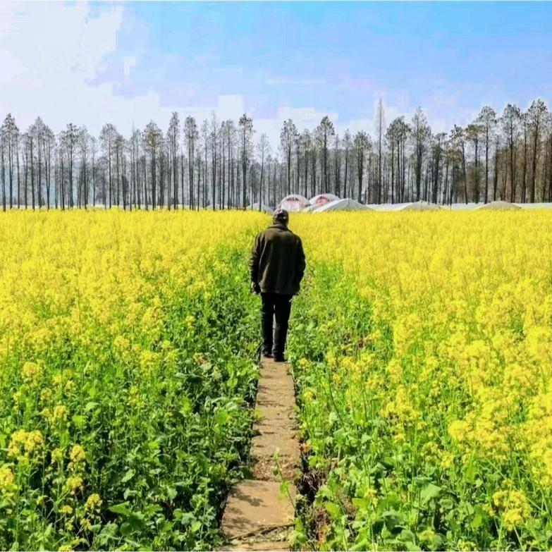 楚悦香农家菜籽油