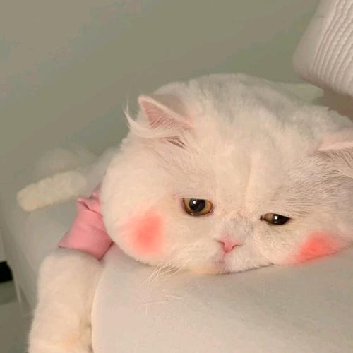 南笙💎