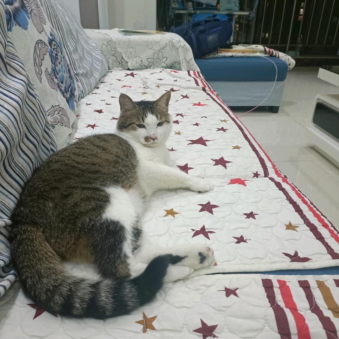 小猫佩刀