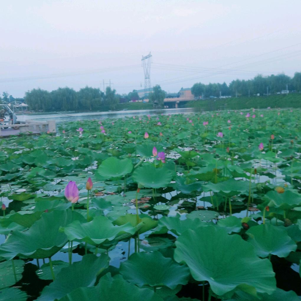 青蛙🐸王子
