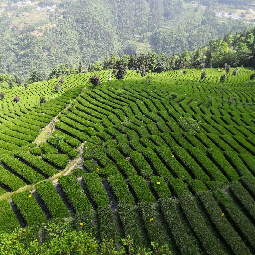 友爱茶厂