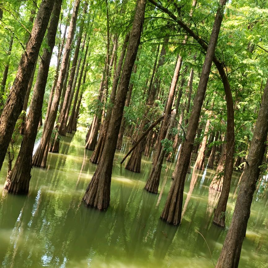 不正经的鱼缸造景者