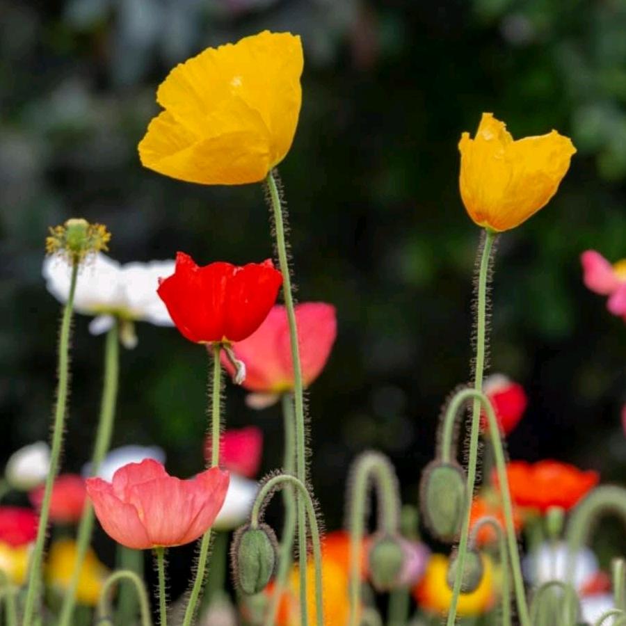 阳光总在风雨后